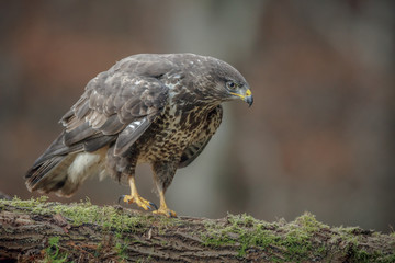 Mature wild buzzard, buteo buteo