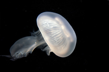 Jellyfish in aquarium, Beautiful animal on black background © KsDear
