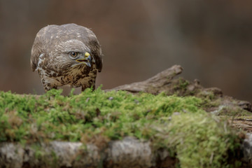 Feeding buzzard