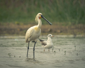 Eurasian spoonbill or common spoonbill, is a wading bird of the ibis and spoonbill family