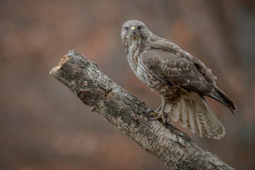 An amazing raptor, buteo buteo, looking stright at the camera