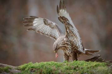 Common buzzard feeding