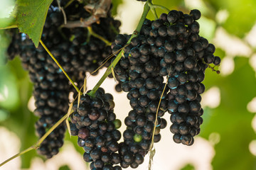 Bunches of red grapes in espalier vines in Rias Baixas, Pontevedra, Galicia, Spain.