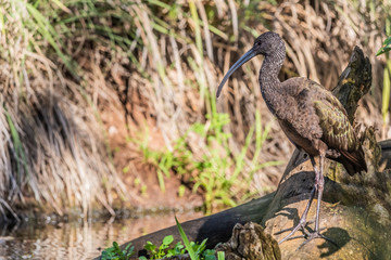 Ibis on log