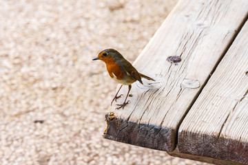 Robin with red breast perched on a bench. Red-breasted bird in Qumran National Park. 