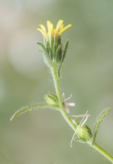 Ditrichia graveolens stinkwort or stinking fleabane nice green plant with very glandulous yellow...