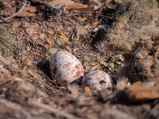 Osprey eggs in nest on Hawar Islands, Bahrain