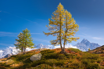 Colorful Autumn Scenery in front of the Mont-Blanc Massif, France