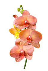 a branch of phalaenopsis orchid flowers and buds isolated on white background