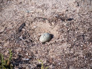 Tern egg in nest on Hawar Islands, Bahrain