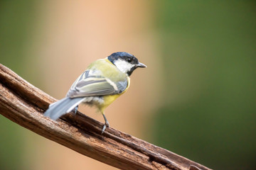 Great tit on branch in forest.