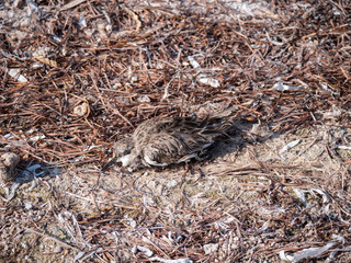 Dead bird on Hawar Islands, Bahrain