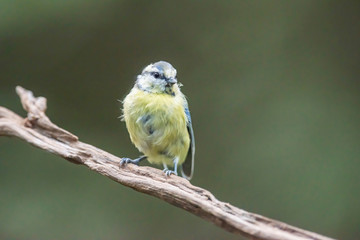 Blue tit perched on branch in forest.