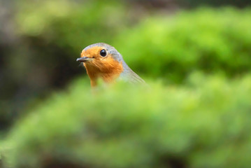 Head of robin redbreast between moss.