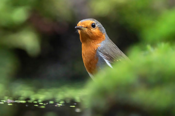 Head of robin redbreast between moss.
