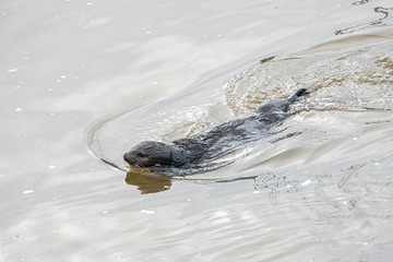 Southern Sea Otter mothers and babies floating in ocean