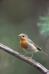 Robin redbreast perched on branch in summer forest.