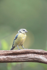 Juvenile blue tit on branch in summer forest.