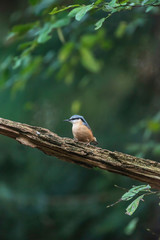 Red-breasted nuthatch on branch in summer forest.