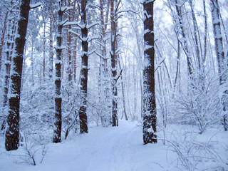 Beautiful landscape in winter forest. Snowy scenery in wood