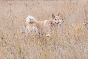 Obraz premium Young dog of East Siberian husky hunting in autumn