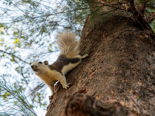 Funny and adorable squirrel climb on a tree while looking for food.
