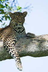 Tree climbing leopard relaxing and overlooking the landscape at Serengeti National Park, Tanzania, Africa.