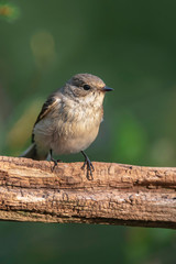 Juvenile robin redbreast on branch in sunny summer forest.