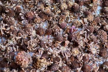 dried flowers laid out on a table