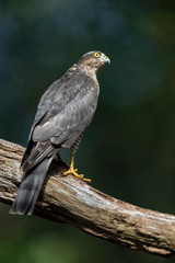 Sparrowhawk in branch in sunny summer forest.
