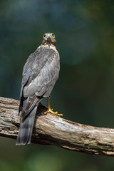 Sparrowhawk in branch in sunny summer forest.