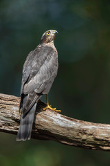Sparrowhawk in branch in sunny summer forest.
