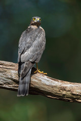 Sparrowhawk in branch in sunny summer forest.