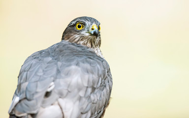 Side view portrait of sparrowhawk.