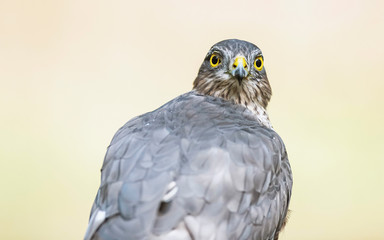 Portrait of sparrowhawk looking backwards.