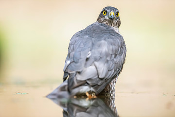 Sparrowhawk bathing in pond in forest.