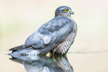Sparrowhawk bathing in pond in forest.