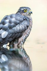 Sparrowhawk bathing in pond in forest.