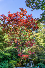 Naklejka premium Colorful Red Leaves 3