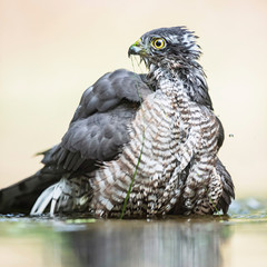 Sparrowhawk bathing in pond in forest.