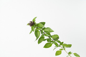  Basil leaf  trunk floral limb with white background