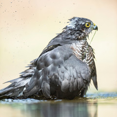 Sparrowhawk bathing in pond in forest.