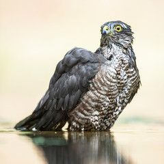 Sparrowhawk bathing in pond in forest.