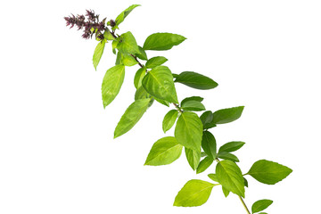  Basil leaf  trunk floral limb with white background