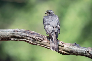 Sparrowhawk on branch in sunny summer forest.