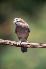Curious jay bird on branch in sunny summer forest. Looking towards camera.