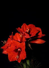 Fototapeta premium Bouquet of red Amaryllis (Amaryllidaceae), plant genus St. Joseph's lilies (Hippeastrum), in front of a dark background with space for text.