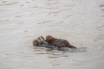 Fototapeta premium Southern Sea Otter mothers and babies floating in ocean