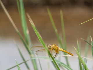 Libellule dorée dans une rizière au Vietnam 