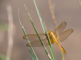 Libellule dorée dans une rizière au Vietnam 